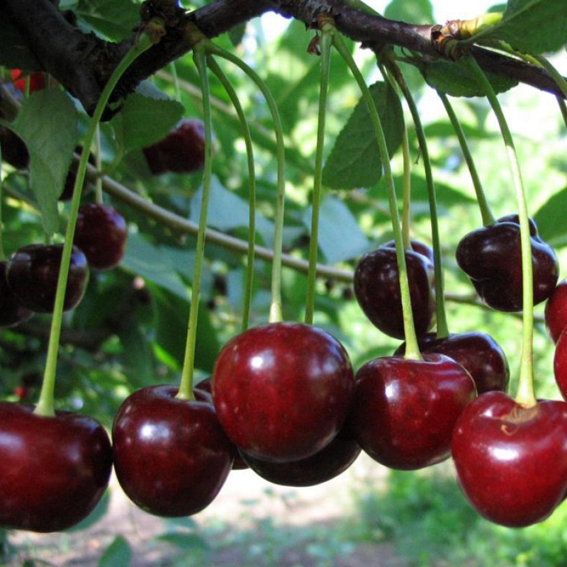 Вишня обыкновенная Молодежная